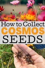 How To Collect Cosmos Seeds To Save For