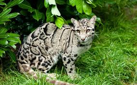 clouded leopards of india big cats