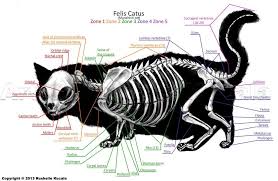 What do you think of our skeleton game? Munchkin Cat Skeleton Anatomy By Thedragonofdoom On Deviantart Cat Anatomy Cat Skeleton Munchkin Cat