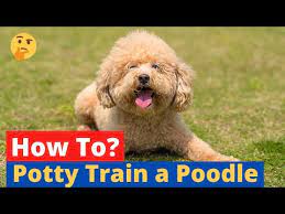 how to potty train a poodle easy yet