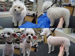 The german cut is like a summer cut, but with your poodle's neck and tail shaved entirely. Grooming Toy Poodle Aspen By Cirustar On Deviantart