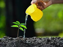 what to feed plants fertilisers