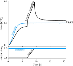 eccentric muscle contractions from