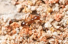 fire ants in commercial turfgr home