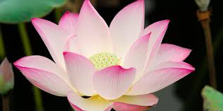 Resultado de imagen de flor de loto significado espiritual