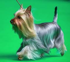 All puppies are from local breeders and have a health guarantee. 10 Best Silky Terrier Haircuts For Your Puppy The Paws