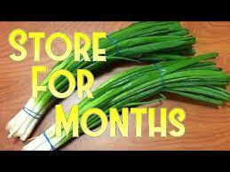 how to spring onion for months