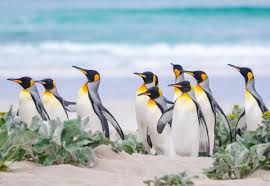 10 places where penguins live in the wild