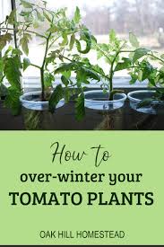 2 Ways To Over Winter Tomato Plants