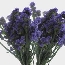 Purple Statice Flowers Bulk