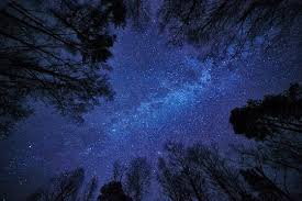 starry sky trees images browse 66 184