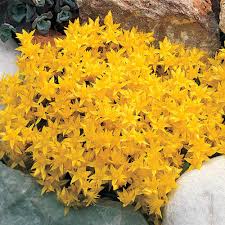 improved golden creeping sedum golden