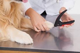 how much does it cost to cut a dog s claws