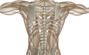 Intrinsic back muscles often occur in exams. Spinal Anatomy Including Transverse Process And Lamina