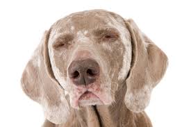 vigo in dogs symptoms causes