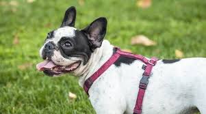 A harness is like a seatbelt for your frenchie. Best French Bulldog Harnesses Ratings Reviews Top Picks