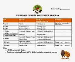 Vaccination Schedule For Kari Improved Kienyeji Chicken