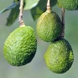 how-old-is-a-2-foot-avocado-tree