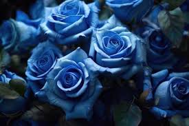 blue rose picture images browse 322