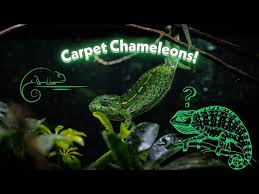 interested in carpet chameleons you