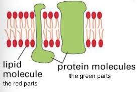 lecture 2 membrane structure part a