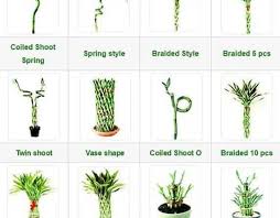 how to care lucky bamboo tips and