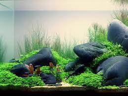 how to get rid of algae in a fish tank