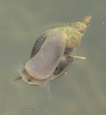 great pond snail lymnaea snalis