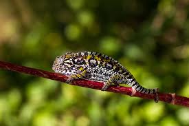jewelled chameleon images browse 72