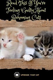 Each character has their own music style. Feeling Guilty About Rehoming Cats My Story Upgrade Your Cat