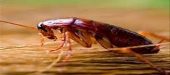 home remes to get rid of roaches