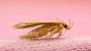 how to get rid of moths 9 ways to