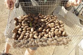 foster crossing pecans