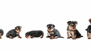 Yorkie Growth Chart And Yorkshire Terrier Development Stages