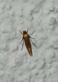 Wer einen starken und wiederkehrenden befall von schmeißfliegen in der wohnung feststellt, wird wahrscheinlich irgendwo eine stelle haben, wo die weibchen mit vorliebe ihre eier ablegen. Kleine Gelbliche Fliegen In Der Wohnung Ungeziefer Motten