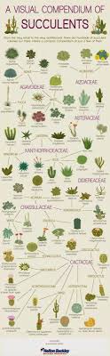 The Ultimate Houseplant Guide H U R D H O N E Y