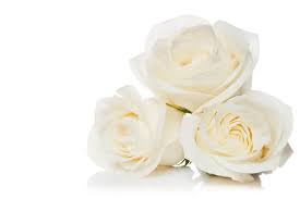 white roses images