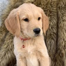 We accept deposits to hold puppies till later date!!! Red Golden Retriever Puppy 614824 Puppyspot