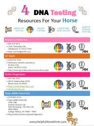 horse dna testing guide to labs and
