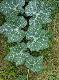 Learn more about common cannabis leaf problems, nutrients, diseases, stresses, pests, and bugs. Can Someone Help Me Identify This Squash Or Something That Is Growing Out Of My Compost Bin The Leaves Are Huge Thanks Horticulture Plant Leaves Compost