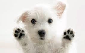 cute puppy wallpapers top free cute