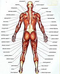 human body wallpapers 72 images