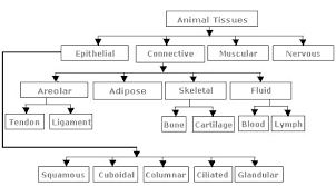 Flow Chart Of Types Tissues Brainly In