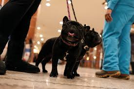 Females are $5,500, males are $4,500. Lab Still Top Dog But French Bulldog Leaps In Popularity Pbs Newshour