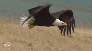 detailed slomo of eagle in flight