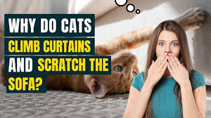 why do cats climb curtains and scratch