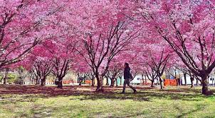 sakura matsuri cherry blossom festival
