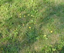 Pull dandelion weeds by hand or use a postemergence herbicide (designed. Like Tall Dandelions Hawkweeds And Cat S Ears Make Yellow Dots On The Lawn