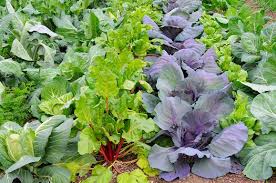 Winter Vegetables To Grow In Texas