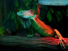 How Much Uv Lighting Do Reptiles Need